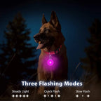 LED Dog Collar Light – Colorful Flashing Pet Safety Light