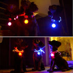 LED Dog Collar Light – Colorful Flashing Pet Safety Light