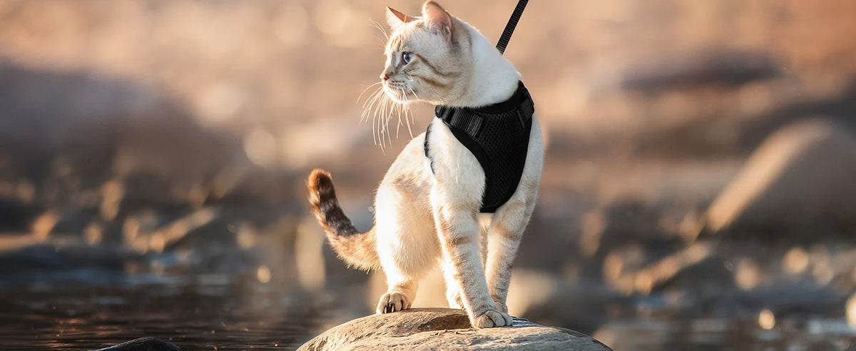 Cat Harness and Leash Set – Adjustable Vest for Walking