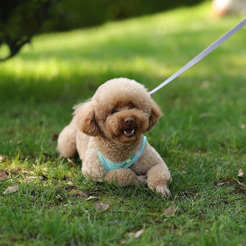 Small Dog Harness – Adjustable Reflective Vest With Leash