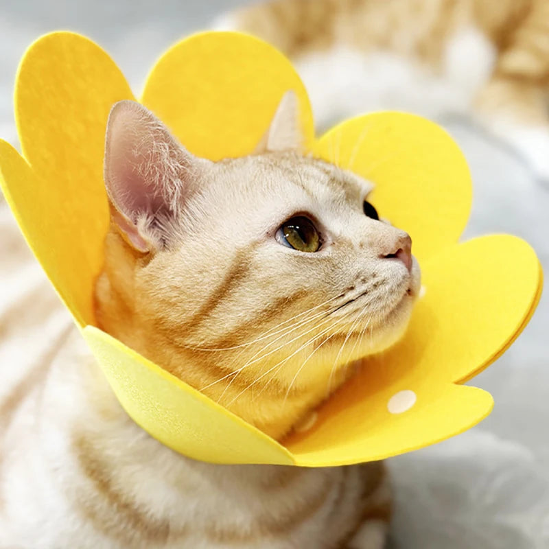 Pet Recovery Cone – Protective Collar for Dogs & Cats