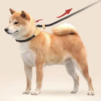 Slip Rope Dog Leash – Adjustable Nylon Lead
