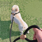 Slip Rope Dog Leash – Adjustable Nylon Lead