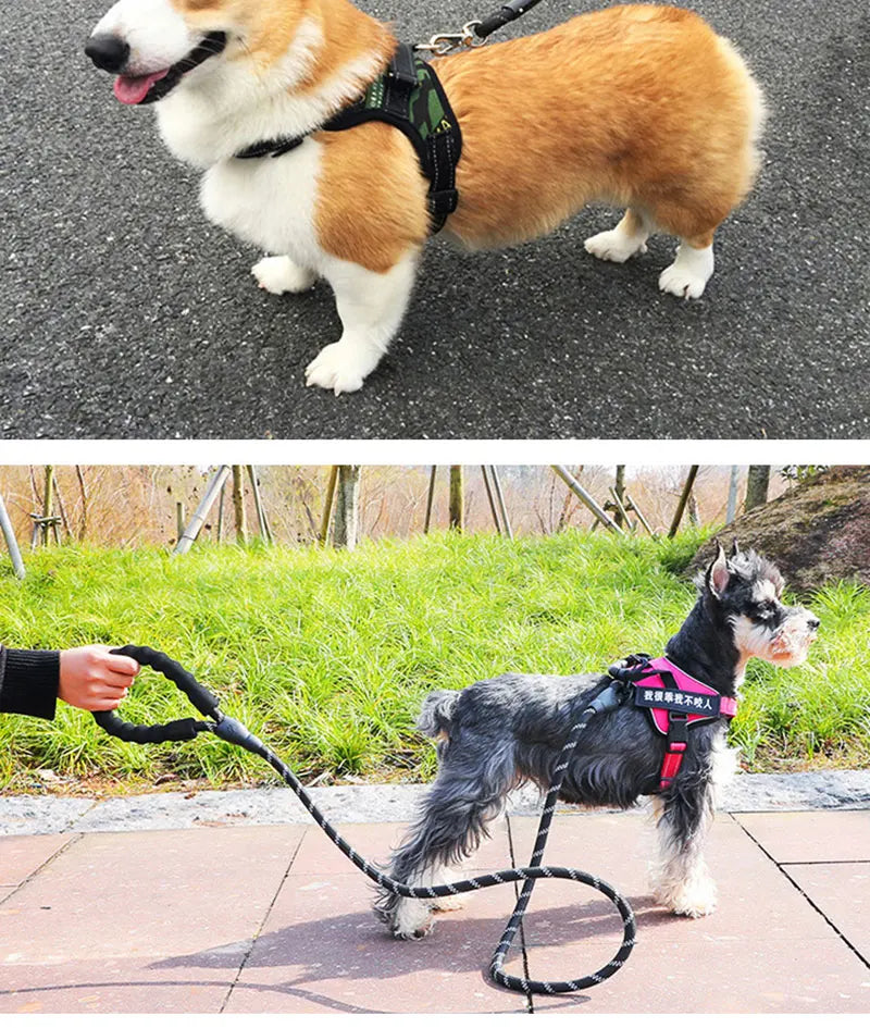 Reflective Dog Leash – Nylon Walking Lead with Quick Release