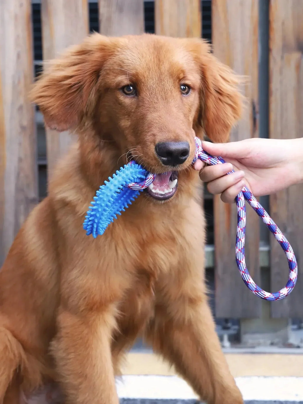 Dog Chew Toys – Durable Rubber Dental Toy for Dogs