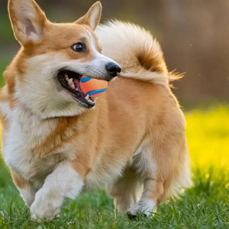 Dog Fetch Ball, Rubber Chew & Bouncing Toy for Dogs