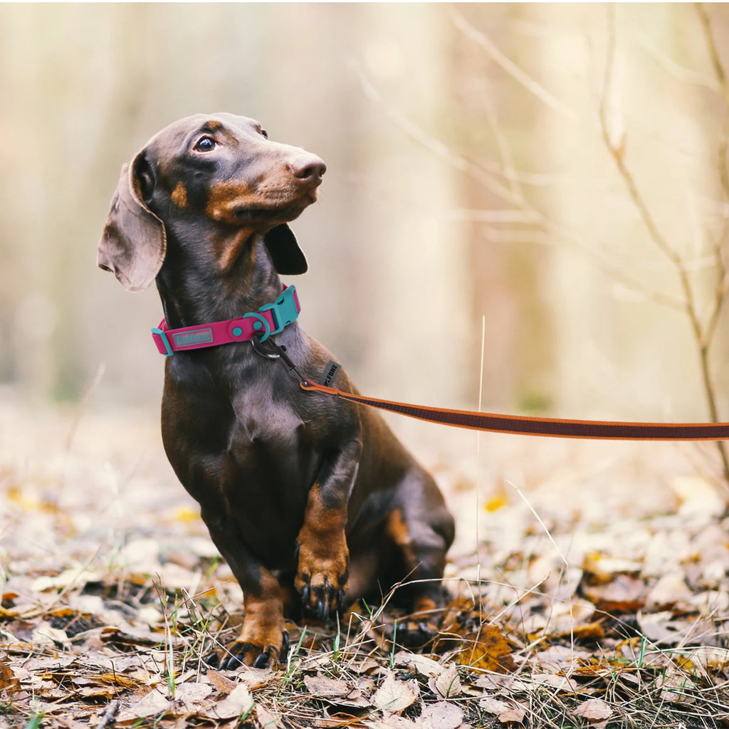 Dog Leash – Long Training Lead for Small to Large Dogs