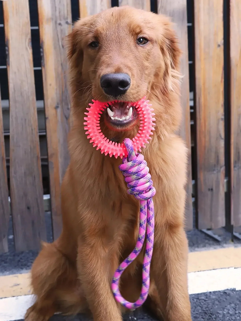 Dog Chew Toys – Durable Rubber Dental Toy for Dogs