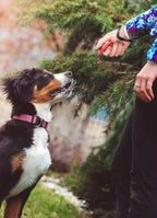 Dog Training Clicker with Wrist Strap, Portable Pet Training Tool