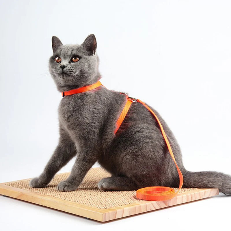 Adjustable Cat Collar – Breakaway Nylon Collar for Kittens & Cats