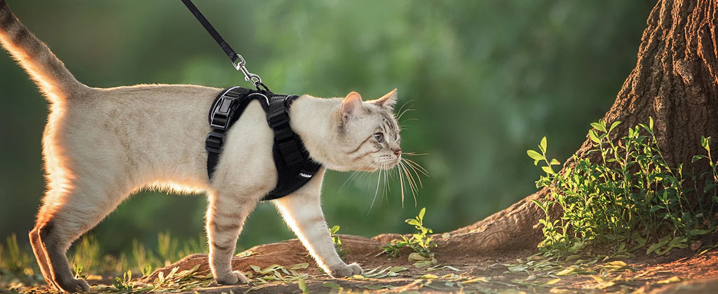 Cat Harness and Leash Set – Adjustable Vest for Walking