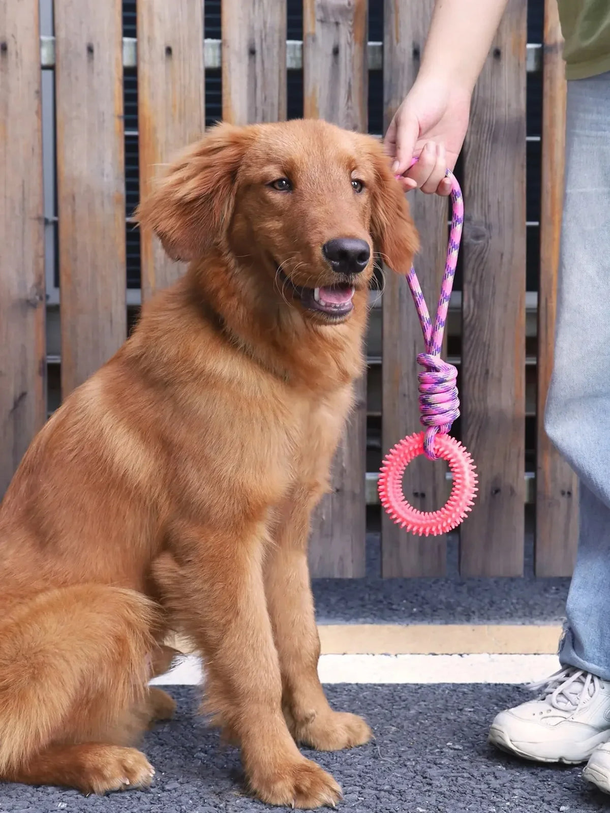 Dog Chew Toys – Durable Rubber Dental Toy for Dogs
