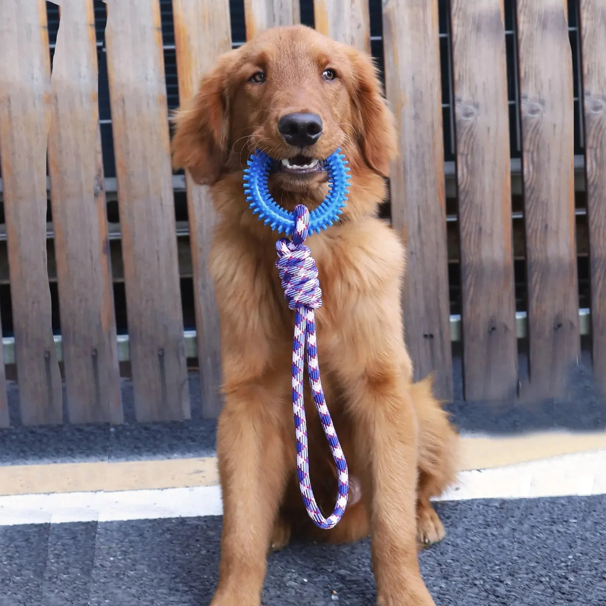 Dog Collars