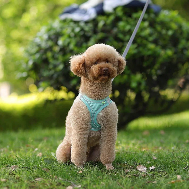 Small Dog Harness – Adjustable Reflective Vest With Leash