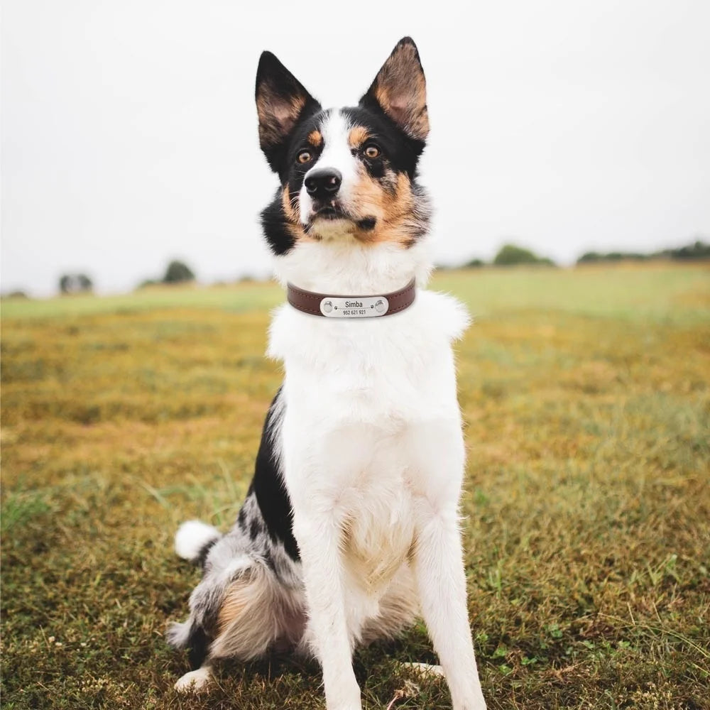Personalized Dog Collar – Engraved Leather Pet ID Collar
