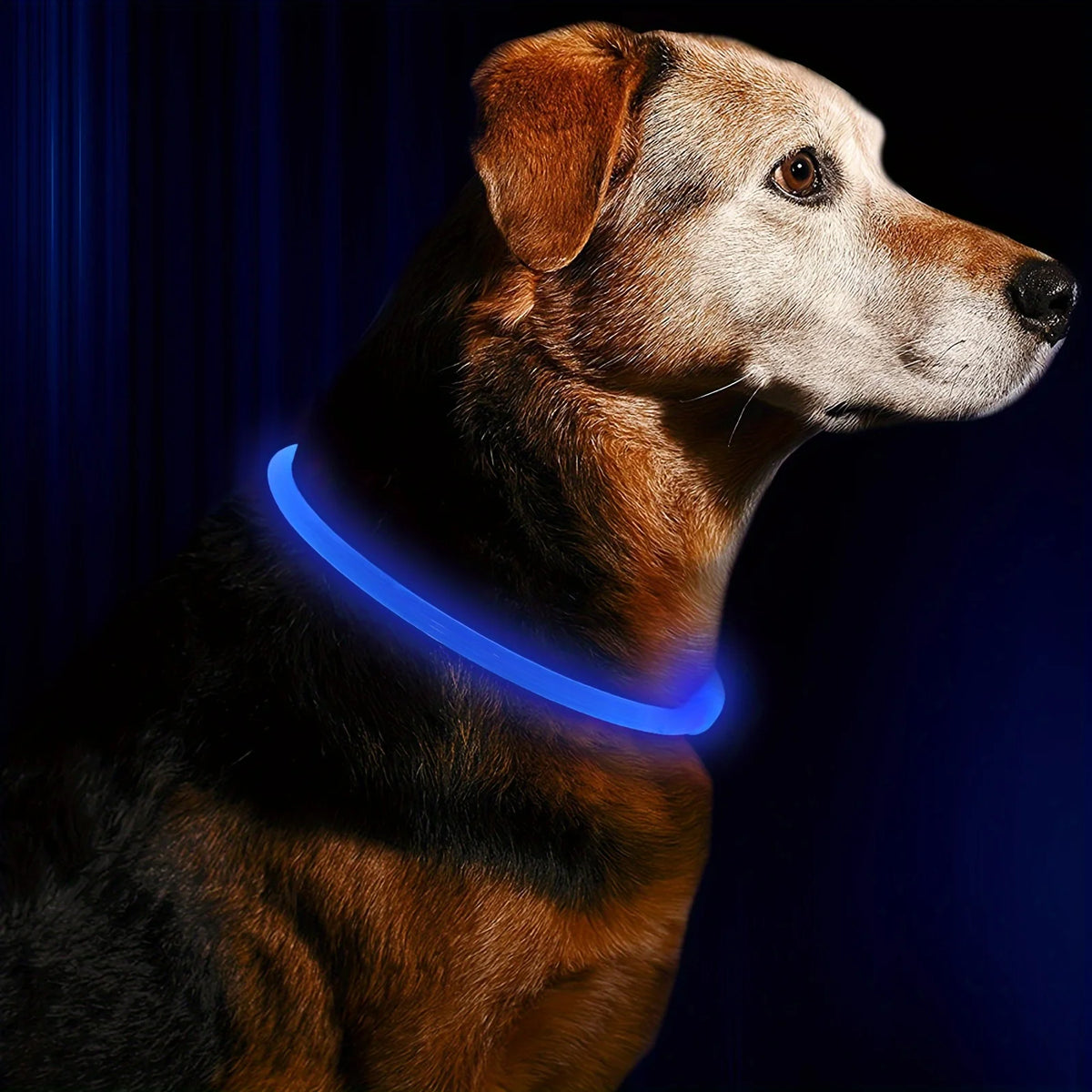 LED Dog Collar – USB Rechargeable Light-Up Reflective Collar