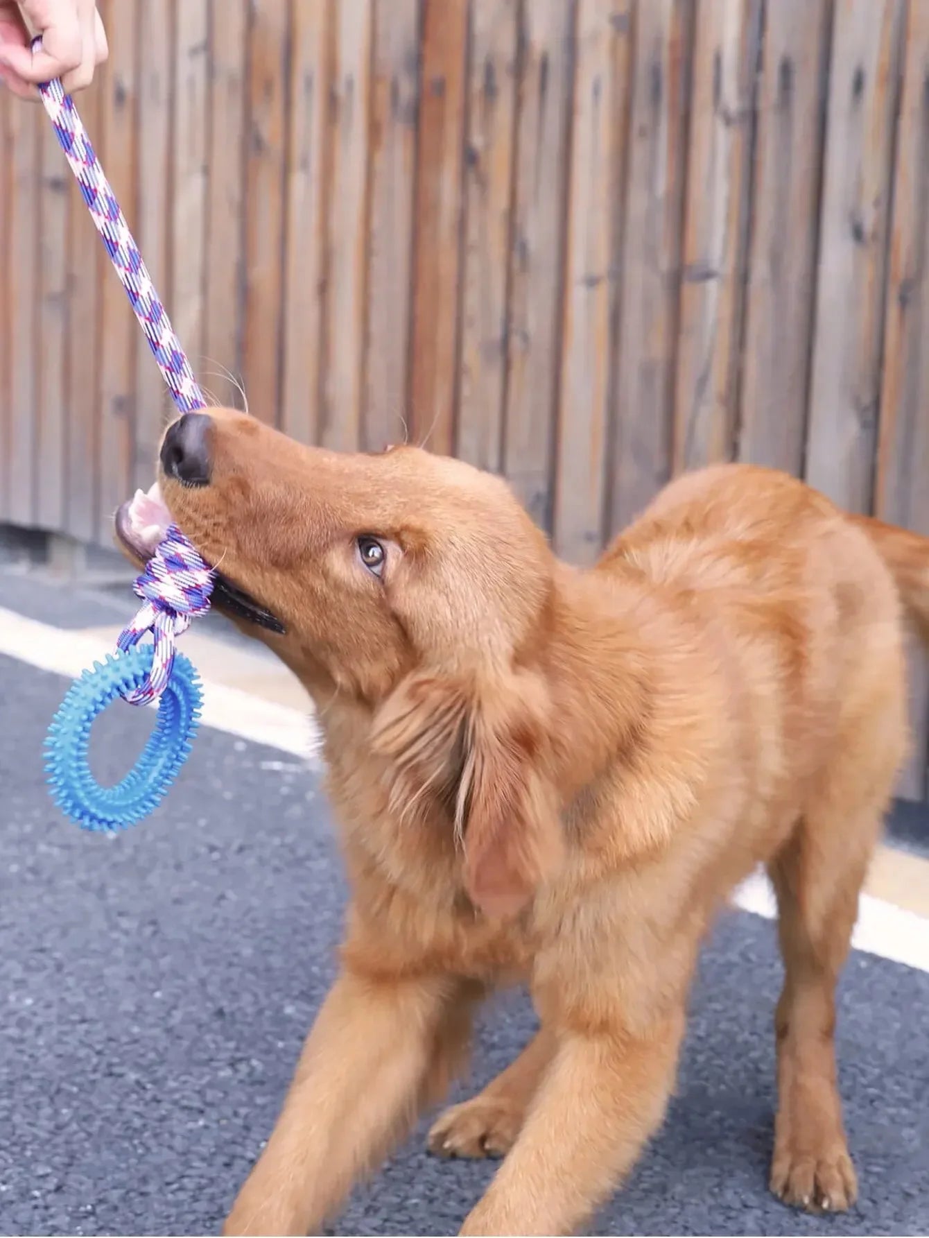 Dog Chew Toys – Durable Rubber Dental Toy for Dogs