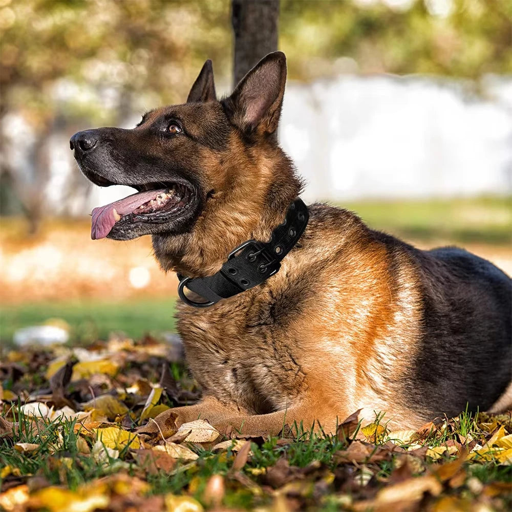 Adjustable Military Dog Collar Metal D-Ring and Buckle Working Dog Collar, Five-Level Adjustment for Medium and Large Dogs