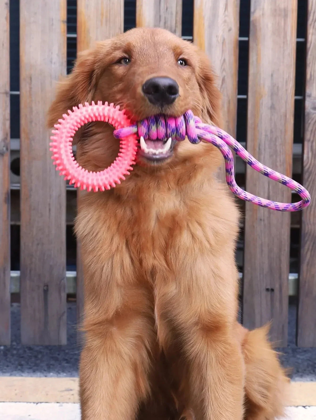 Dog Chew Toys – Durable Rubber Dental Toy for Dogs