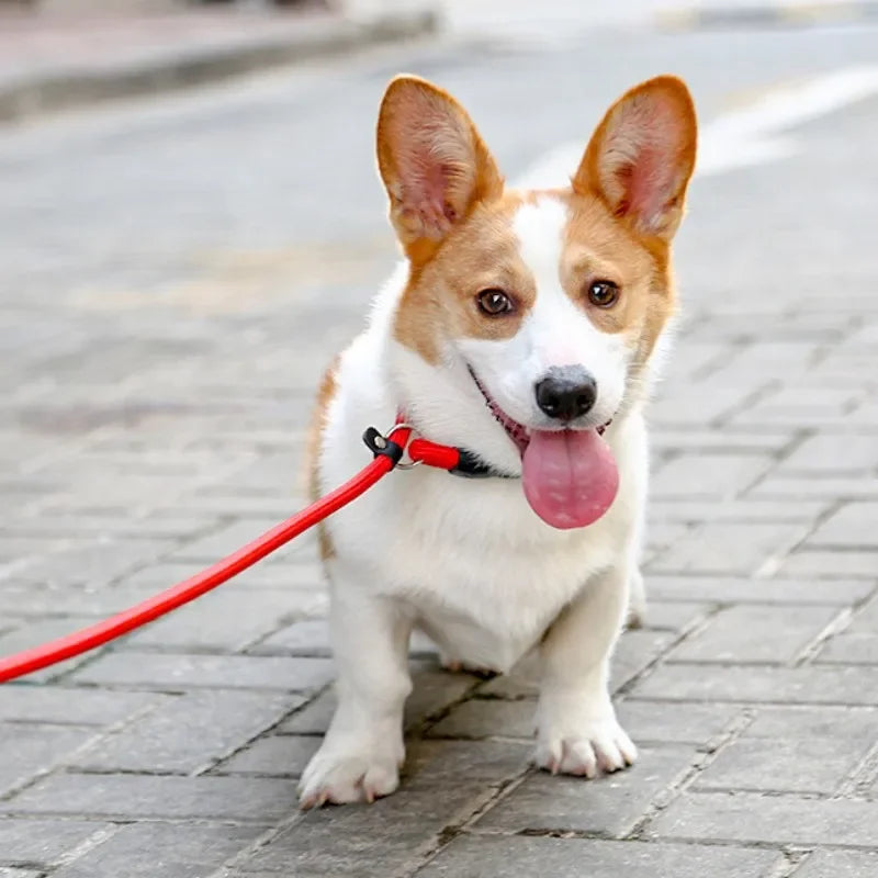 Dog Training Collar – Adjustable Nylon Collar for Walking & Training
