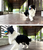 Interactive Dog Toy – Squeaky Ball for Teeth Cleaning