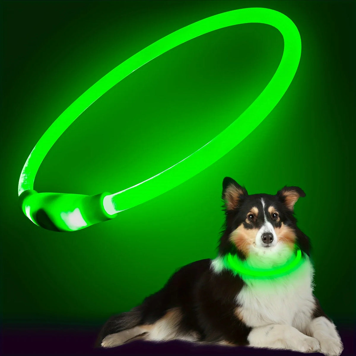 LED Dog Collar – USB Rechargeable Light-Up Reflective Collar