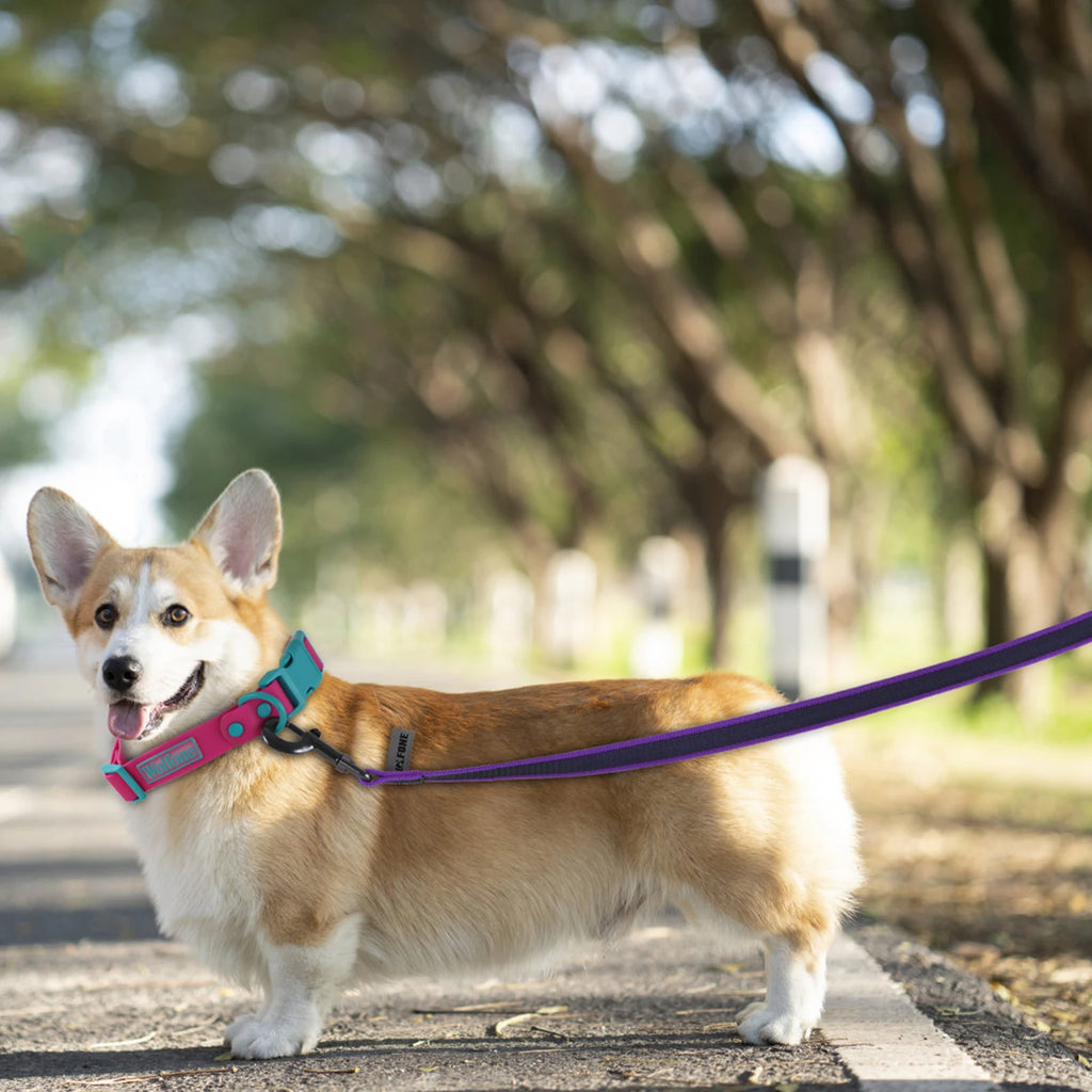 Long Dog Leash 10M Training & Walking Leash for Dogs