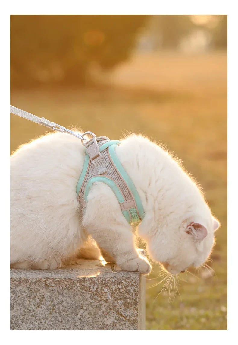 A comfortable, adjustable harness with reflective detailing for everyday pet walks.