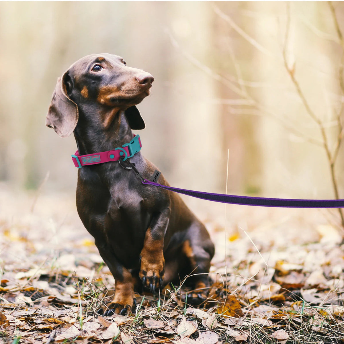 Long Dog Leash 10M Training & Walking Leash for Dogs