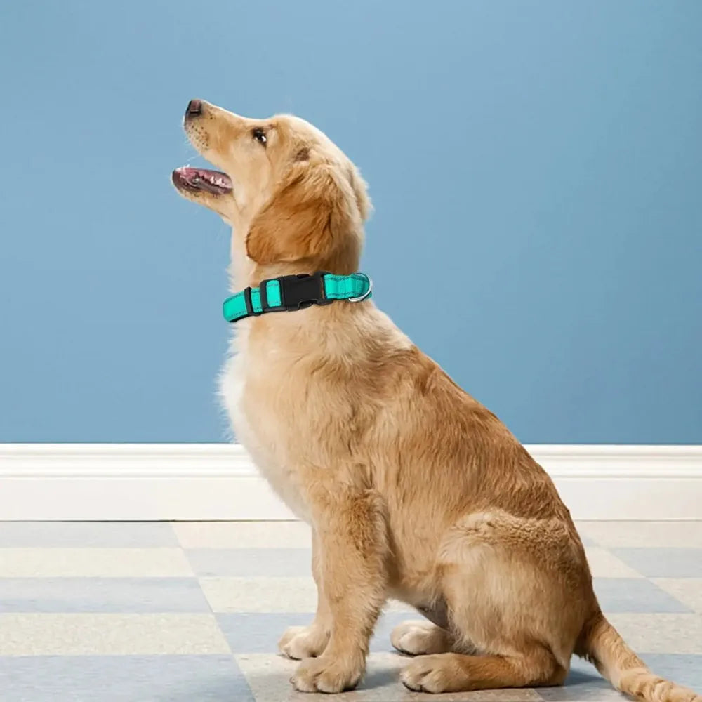 Adjustable Dog Collar – Soft Padded Nylon Quick Release