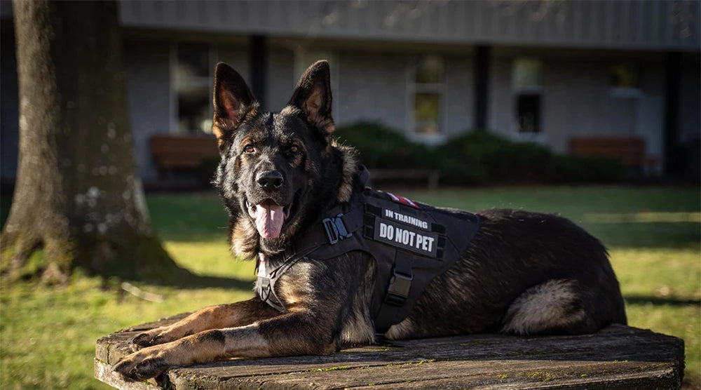 Tactical Dog Harness – Large Nylon Training Vest with Quick Release
