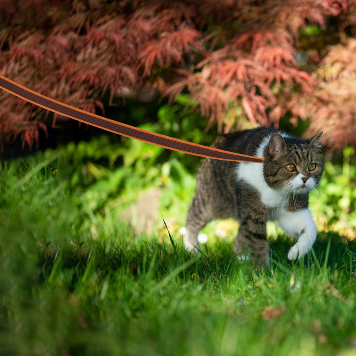 Long Dog Leash – Lightweight Training Lead With Multiple Lengths