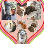 Velvet Cat Collar with Bell – Heart Charm Adjustable Elastic Collar