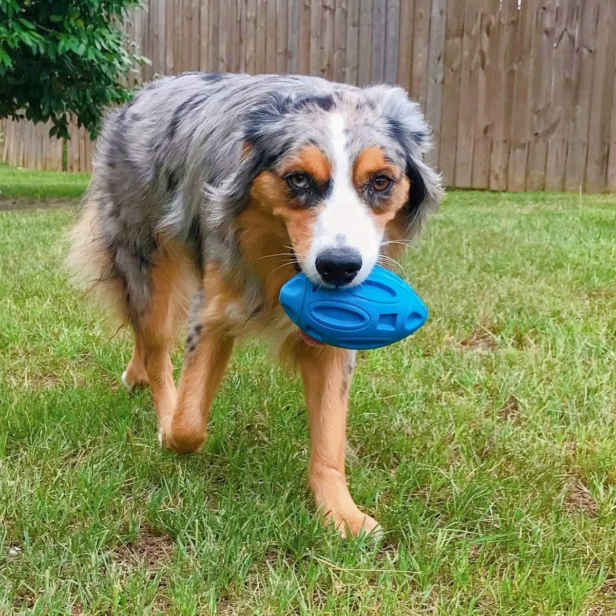 Rubber Dog Chew Ball – Squeaky Toy for Medium & Large Dogs