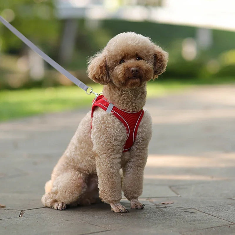 Small Dog Harness – Adjustable Reflective Vest With Leash