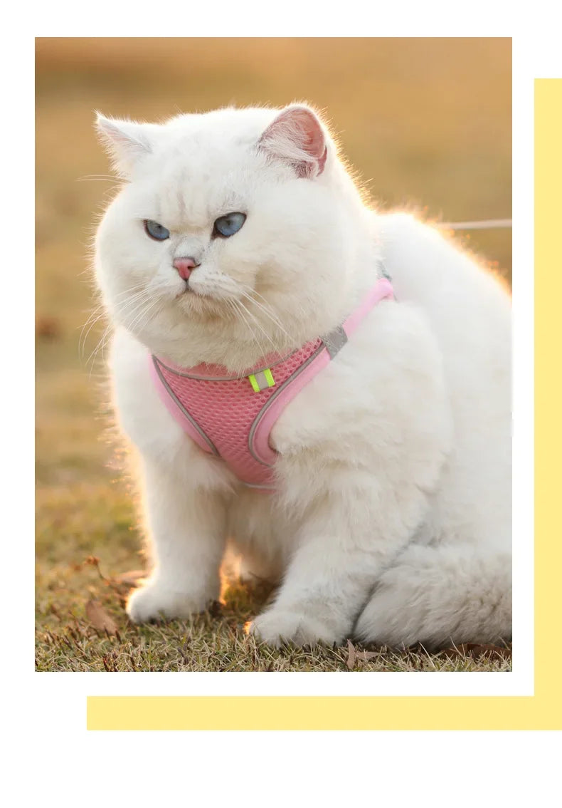 A comfortable, adjustable harness with reflective detailing for everyday pet walks.