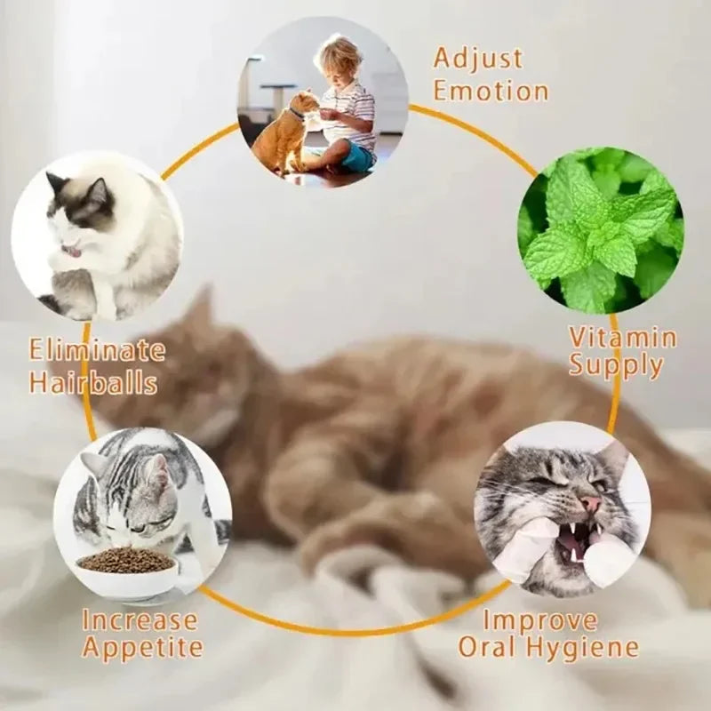 Catnip Wall Ball Toy – Rotating Interactive Cat Teeth Cleaning Toy