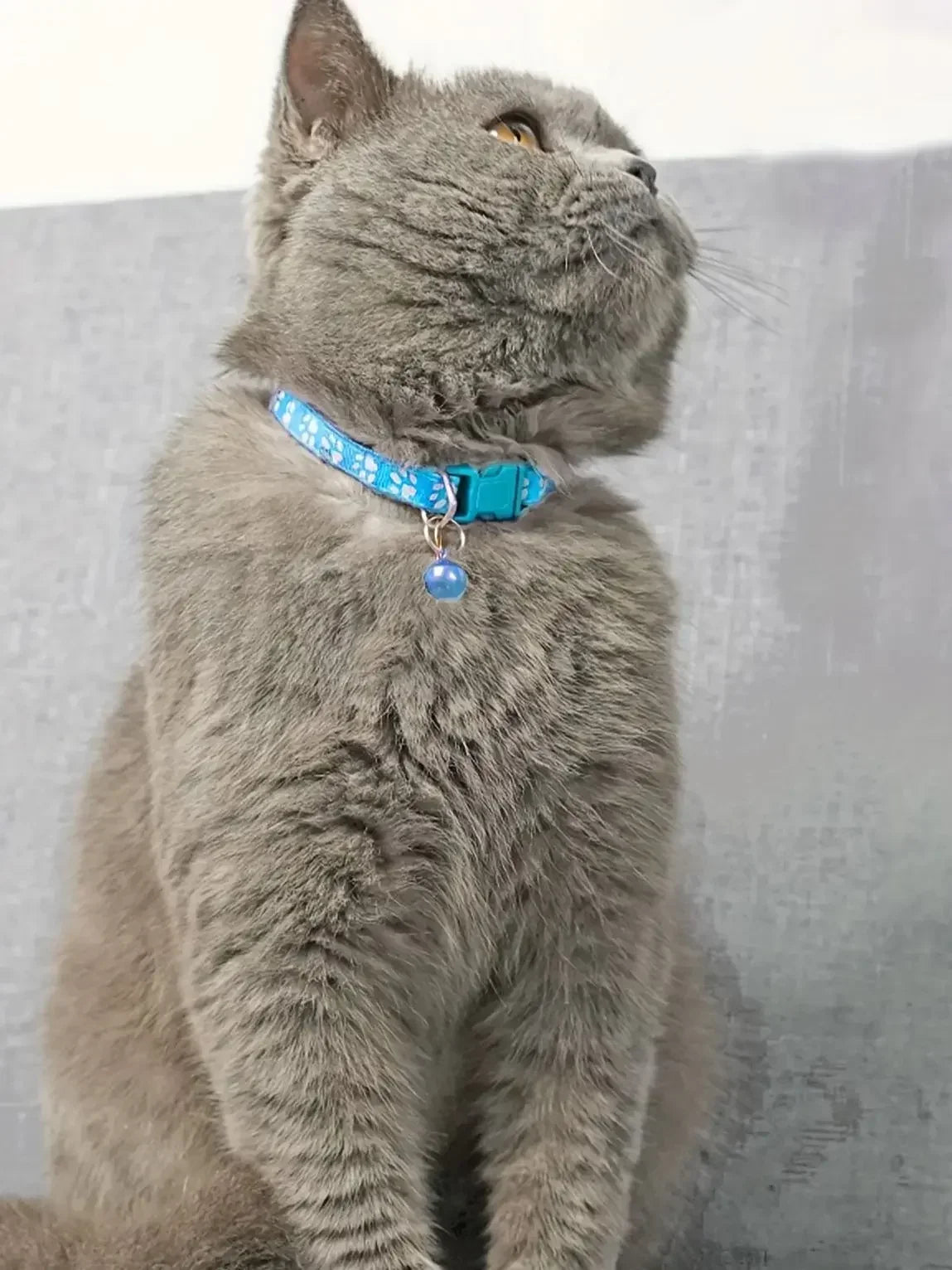 Cat Collar With Bell – Adjustable Colorful Collar for Kittens