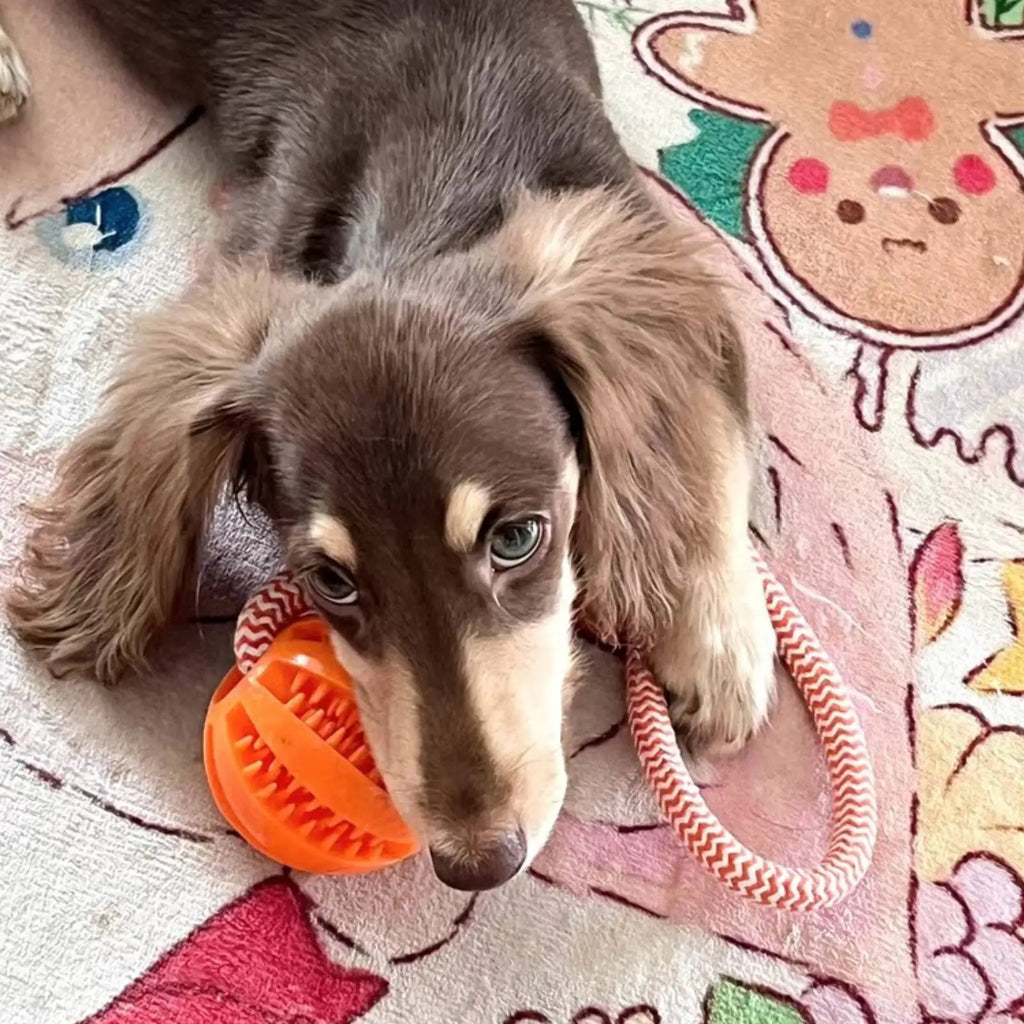 Dog Rope Toy – Training & Teeth Cleaning