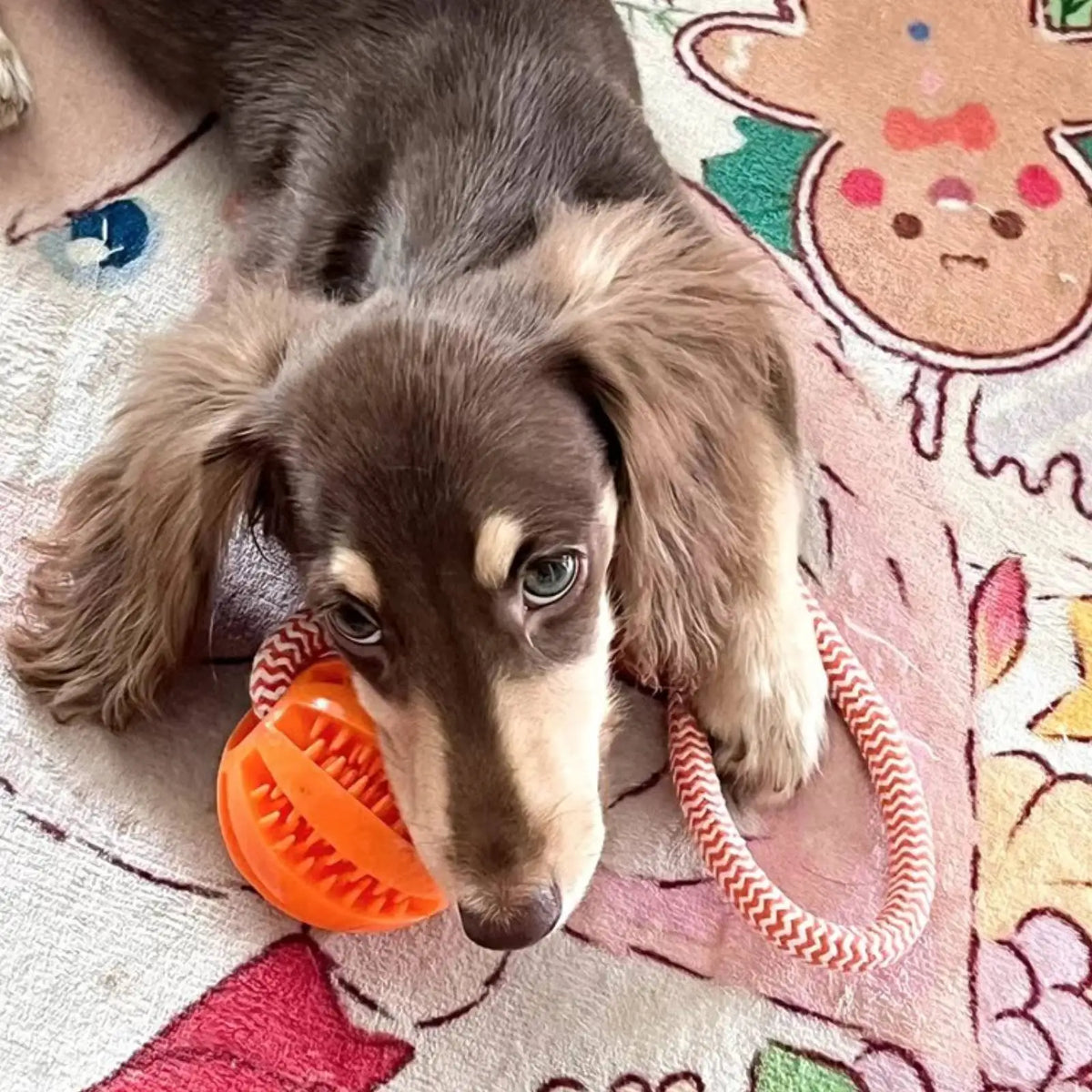 Dog Rope Toy – Training & Teeth Cleaning