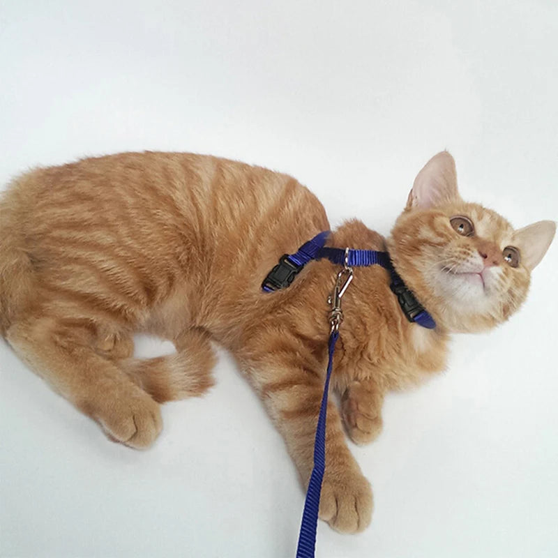 Adjustable Cat Collar – Breakaway Nylon Collar for Kittens & Cats