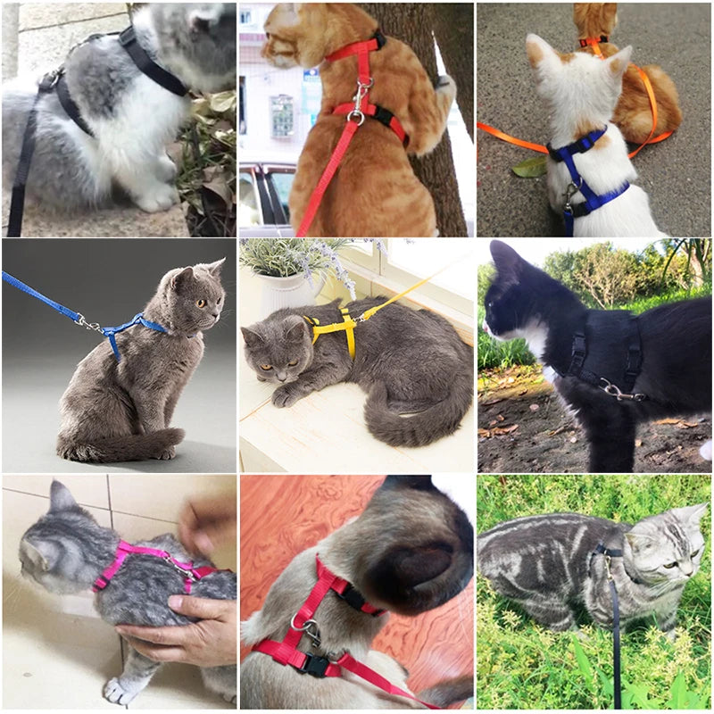 Adjustable Cat Collar – Breakaway Nylon Collar for Kittens & Cats
